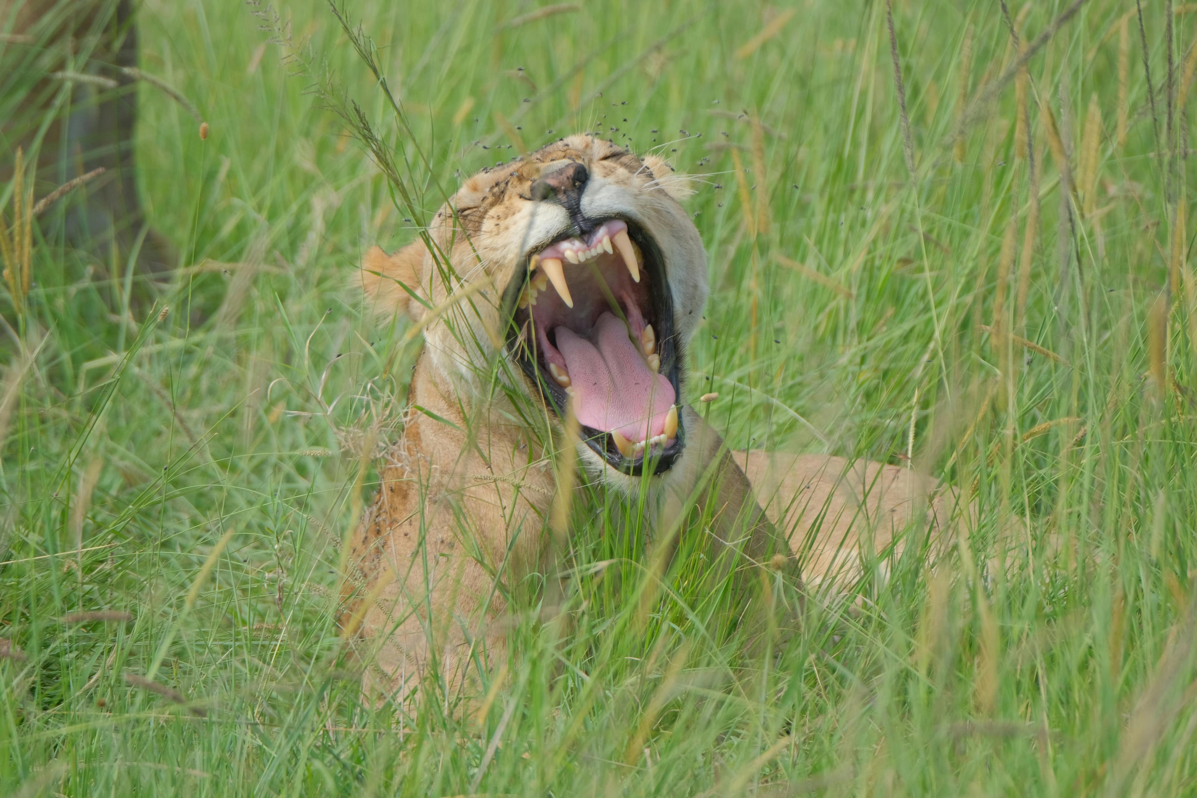 Maasai Mara